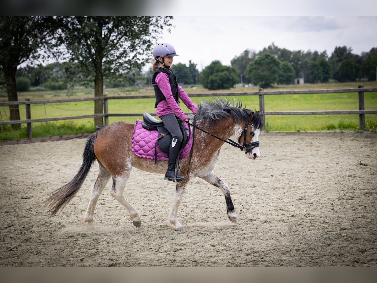 Welsh-A Stute 3 Jahre 122 cm Sabino in Sliedrecht