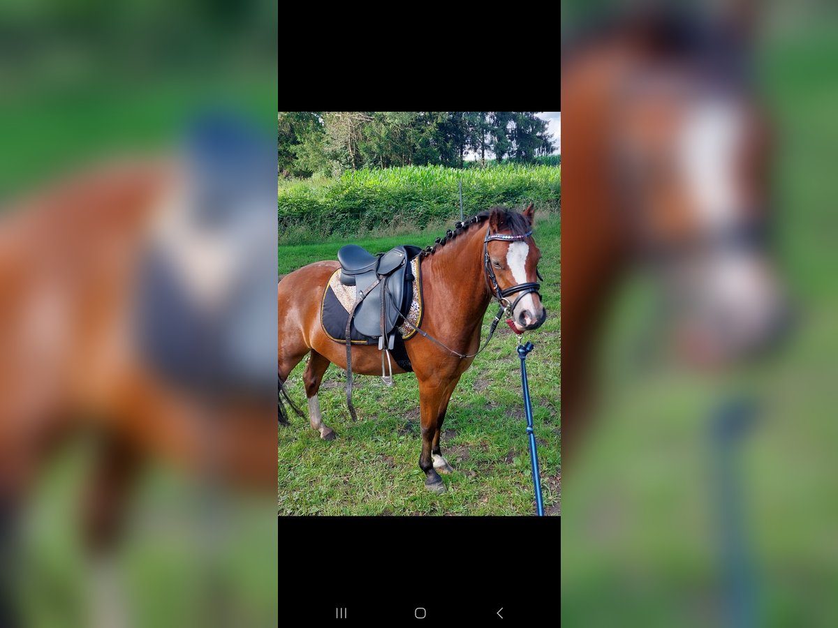 Welsh-A Stute 4 Jahre 116 cm Brauner in Voltlage