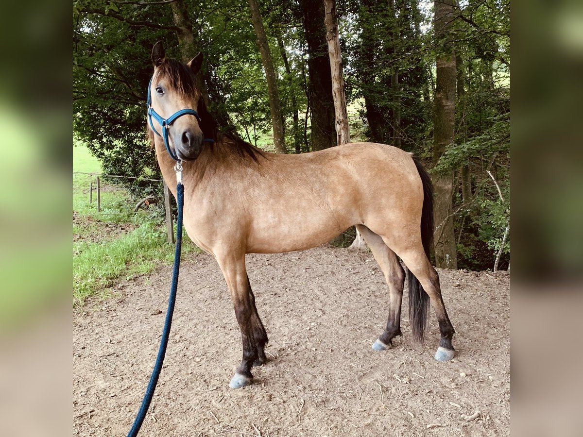 Welsh-A Mix Stute 4 Jahre 120 cm Falbe in Umkirch