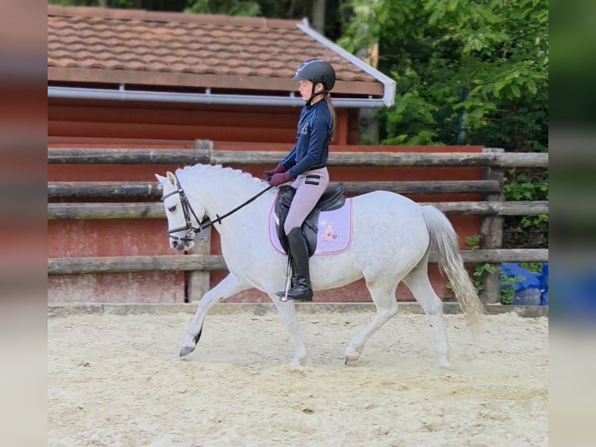 Welsh-A Stute 4 Jahre 121 cm Schimmel in BochumBochum