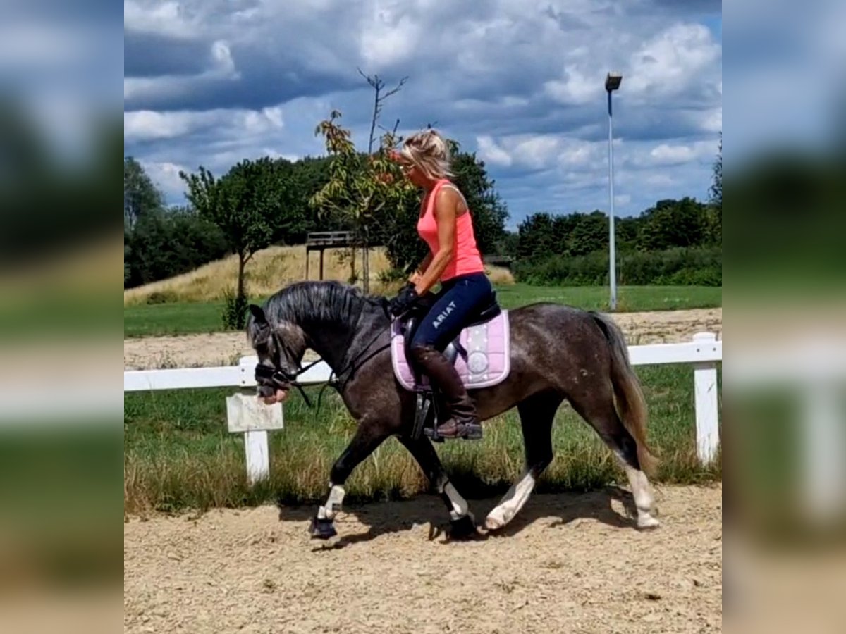Welsh-A Stute 4 Jahre 123 cm Schimmel in Sendenhorst