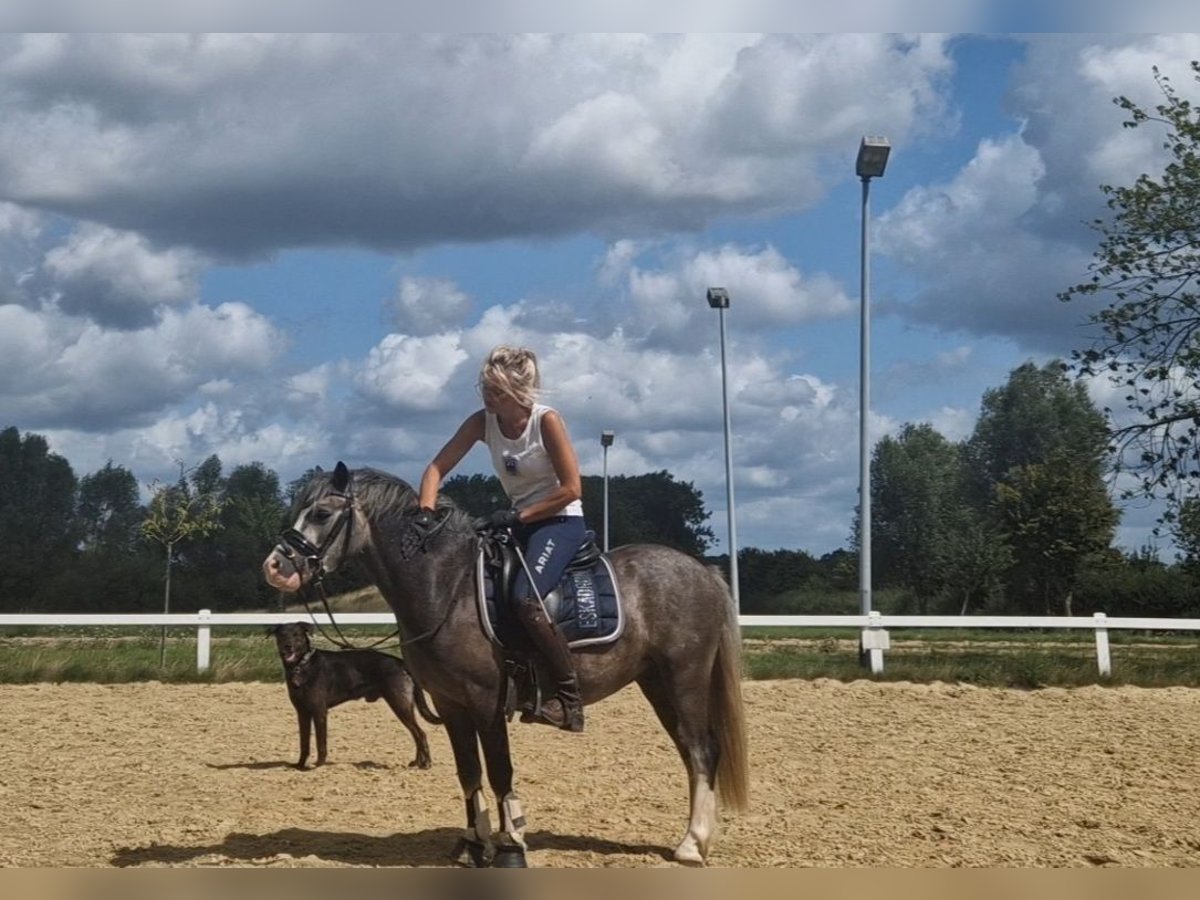 Welsh-A Stute 4 Jahre 123 cm Schimmel in Sendenhorst