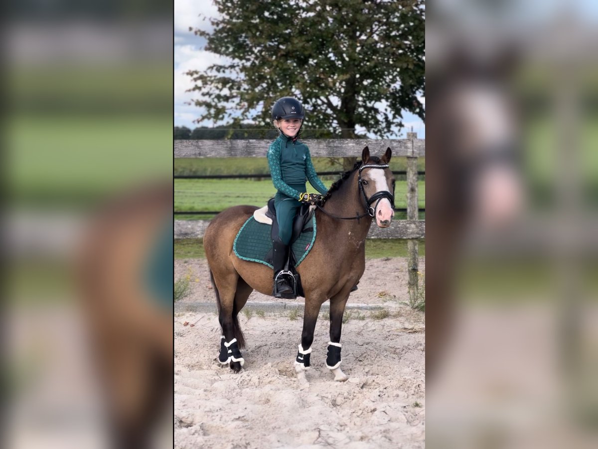 Welsh-A Stute 5 Jahre 113 cm Falbe in Hollandscheveld