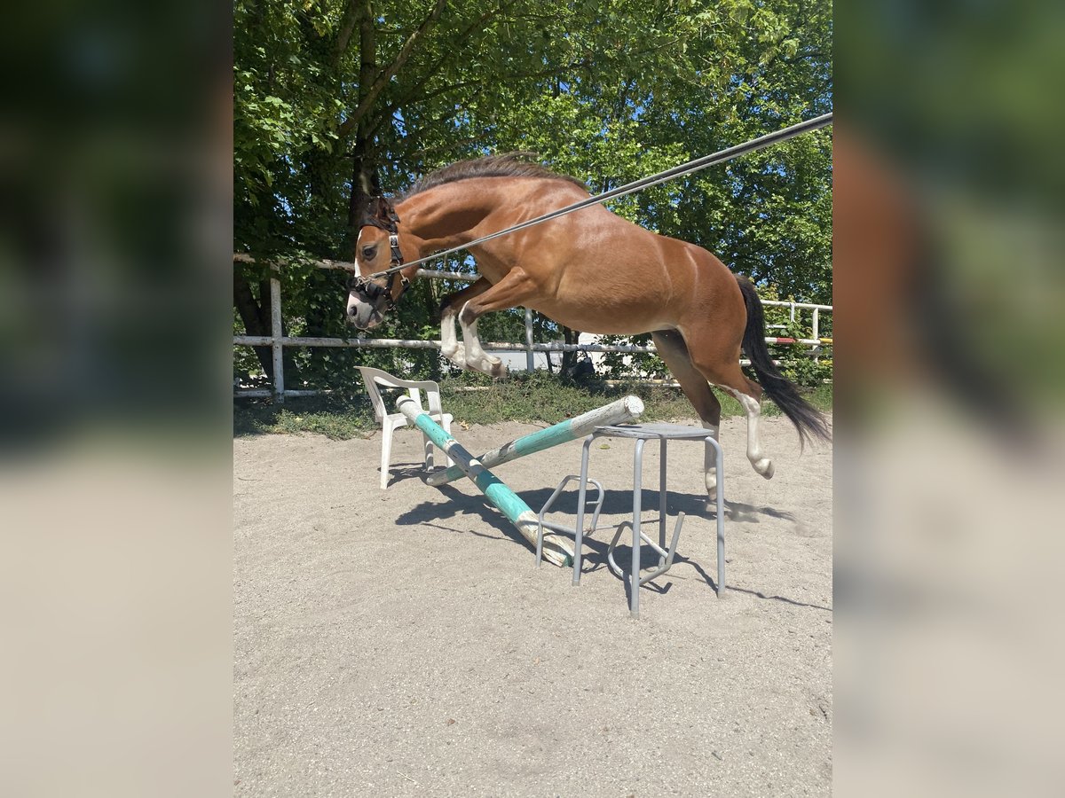 Welsh-A Stute 5 Jahre 114 cm Brauner in Gelsenkirchen