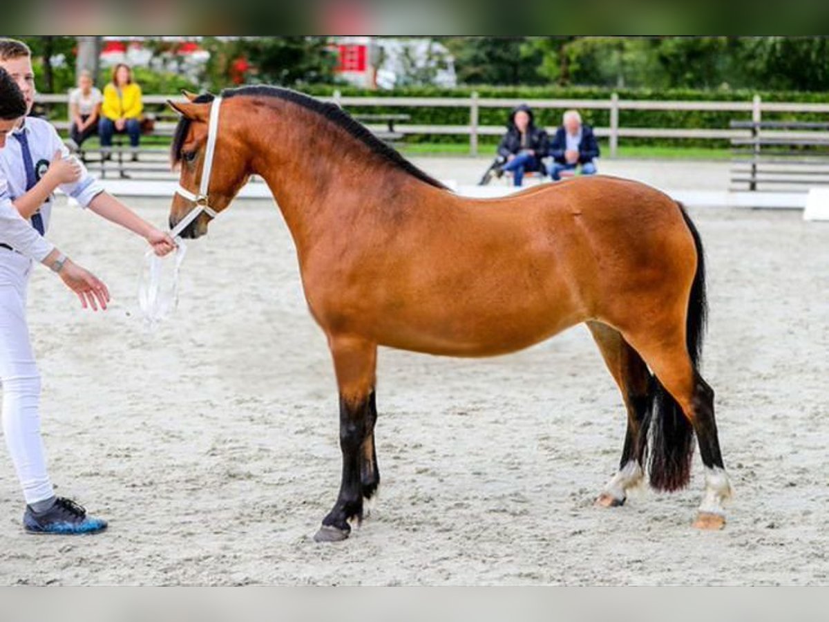Welsh-A Stute 5 Jahre 121 cm Brauner in Leeuwarden