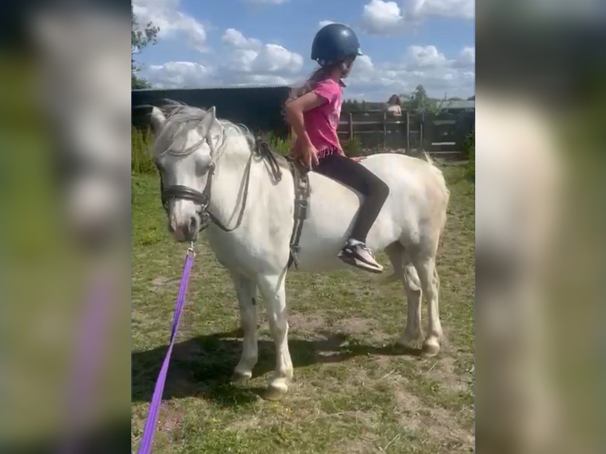 Welsh-A Stute 5 Jahre 122 cm Apfelschimmel in Sendenhorst