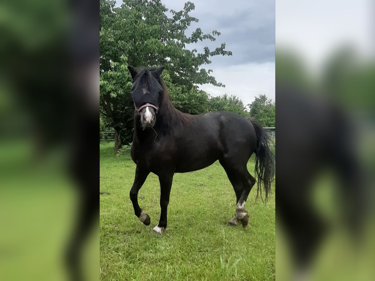 Welsh-A Stute 5 Jahre 123 cm Rappe in Steuden