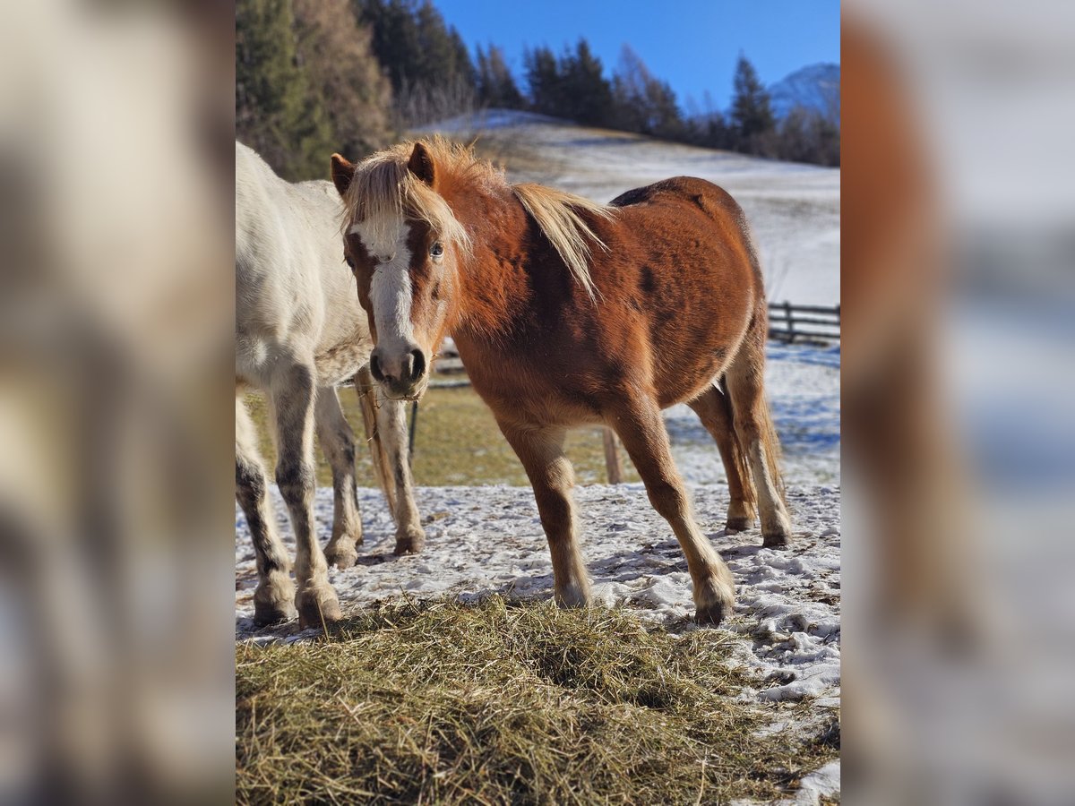 Welsh-A Mix Stute 6 Jahre 115 cm Fuchs in Matrei in Osttirol