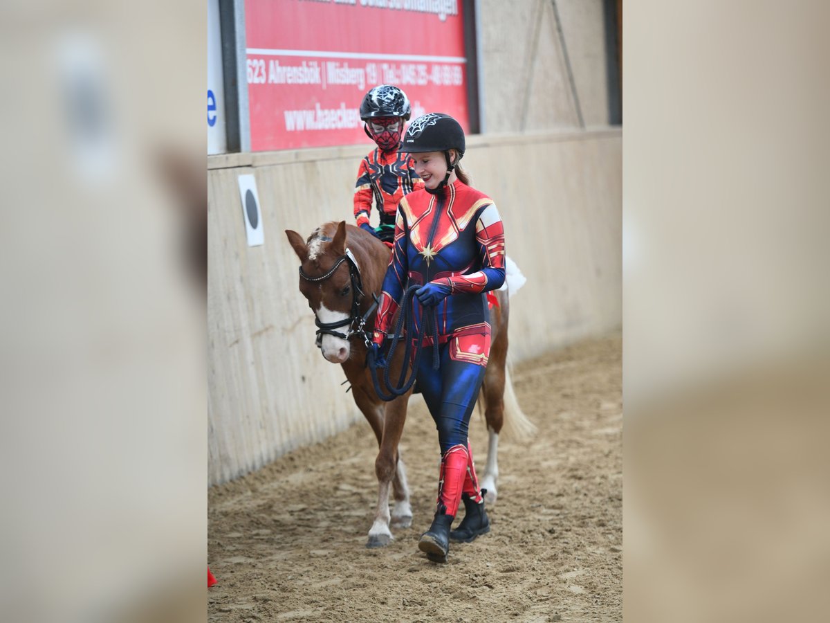 Welsh-A Stute 7 Jahre 120 cm in Blekendorf