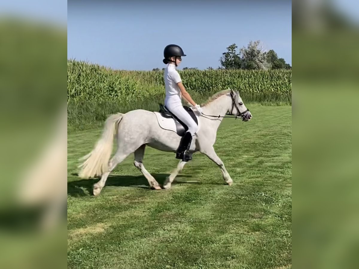 Welsh-A Stute 7 Jahre 121 cm Blauschimmel in Arnhem