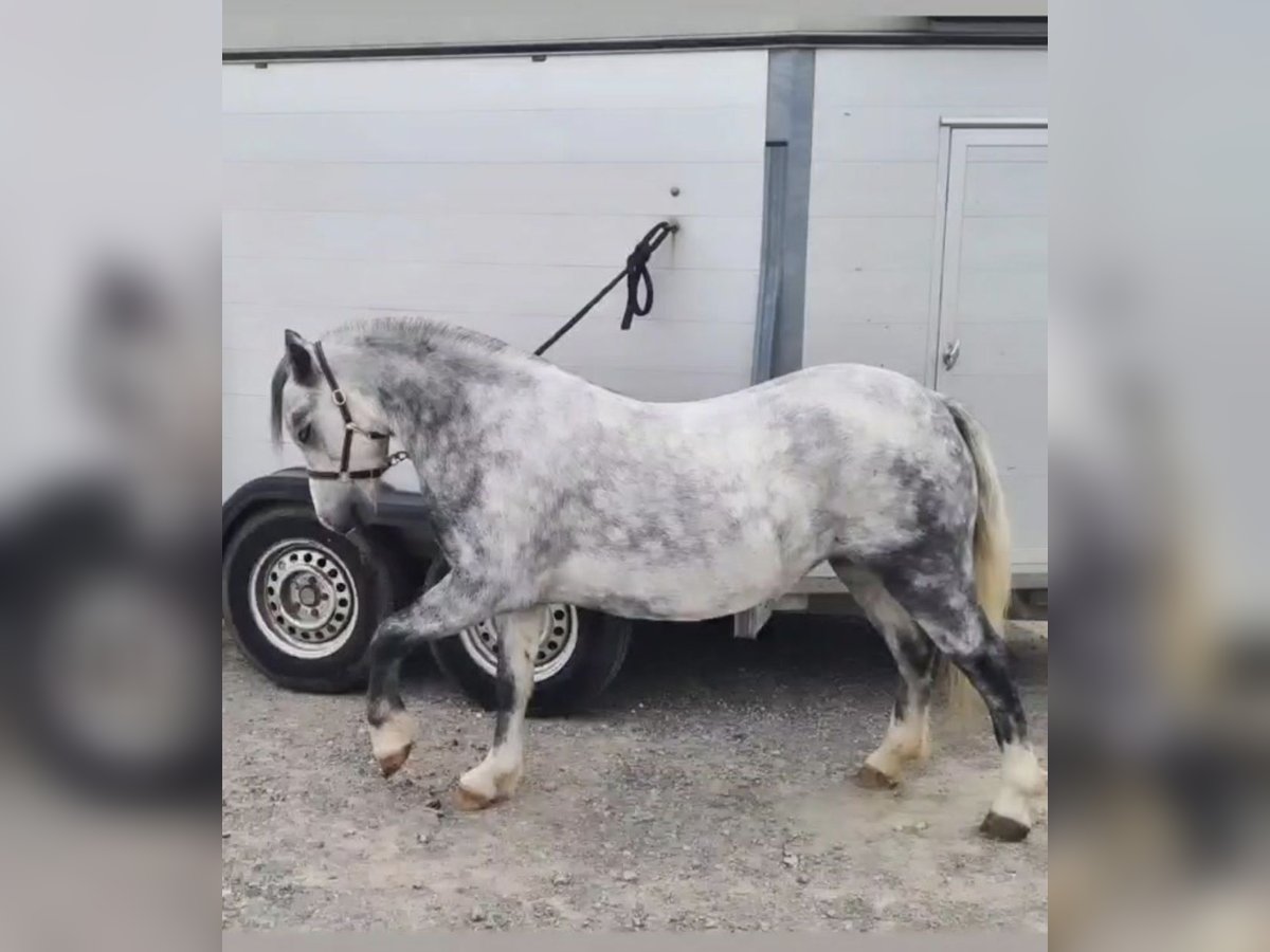 Welsh-A Stute 7 Jahre 121 cm Schimmel in Herisau