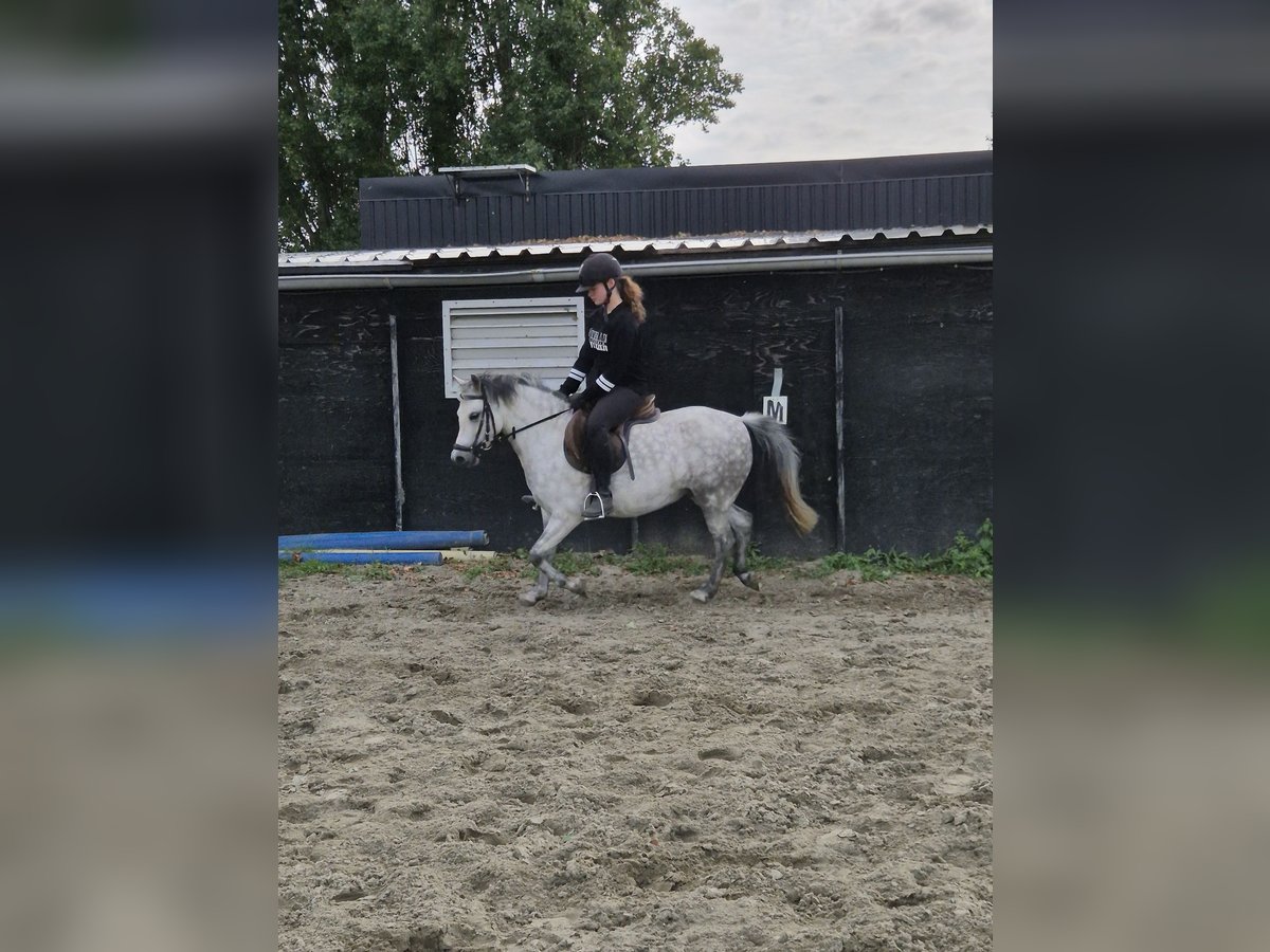 Welsh-A Stute 7 Jahre 122 cm in Middelharnis