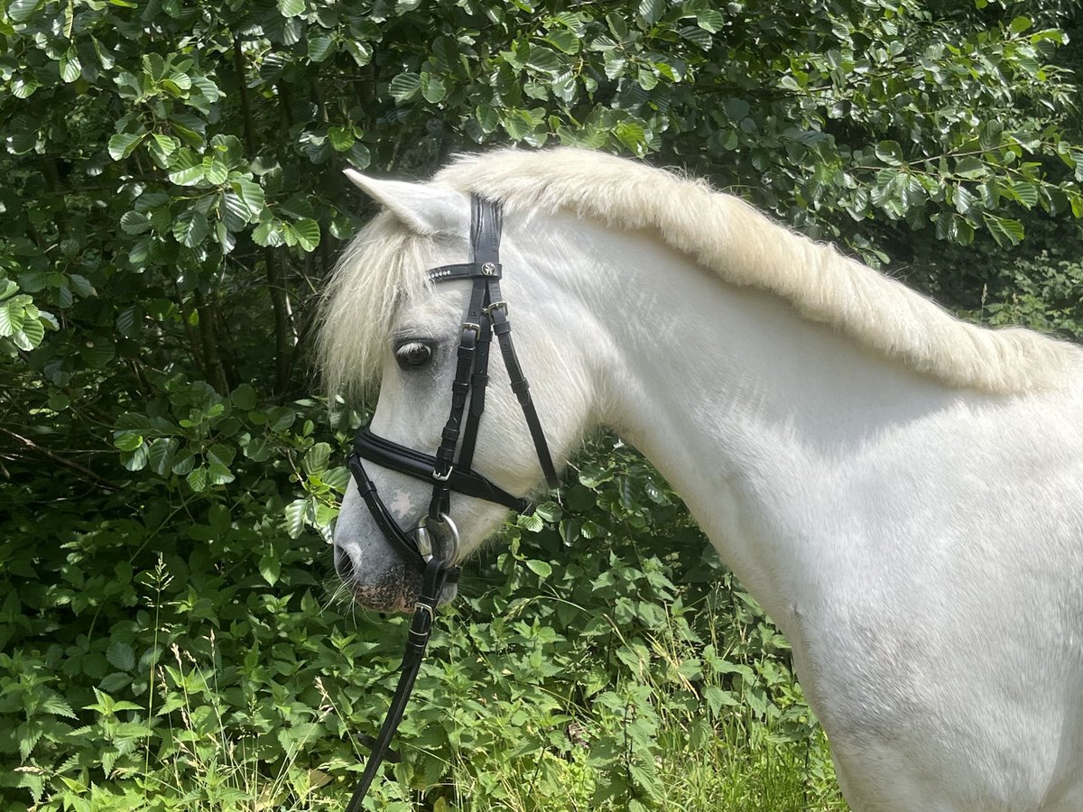 Welsh-A Stute 7 Jahre 122 cm Rappschimmel in Erkrath