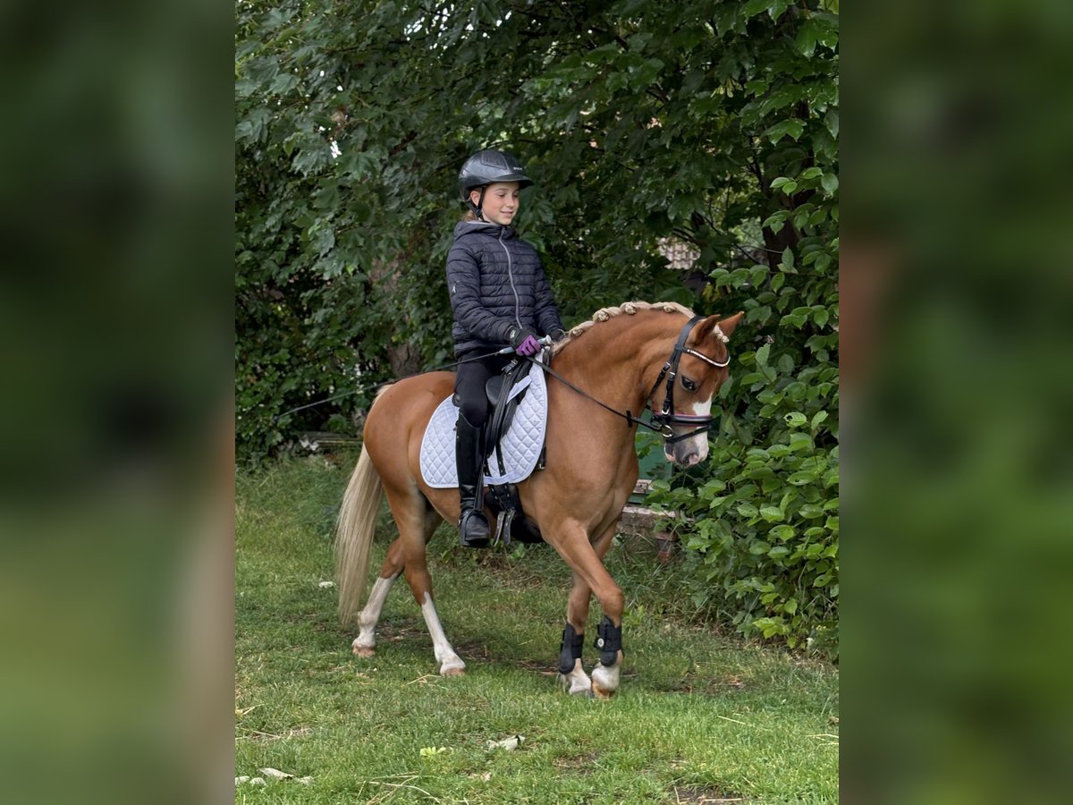 Welsh-A Stute 8 Jahre 119 cm Fuchs in Emstek
