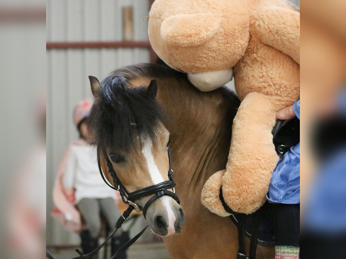 Welsh-A Stute 8 Jahre 120 cm Buckskin in Wildeshausen