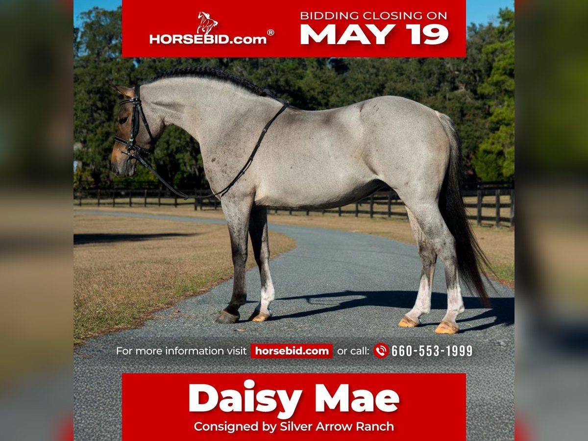 Welsh-A Stute 8 Jahre 135 cm in Morriston, FL