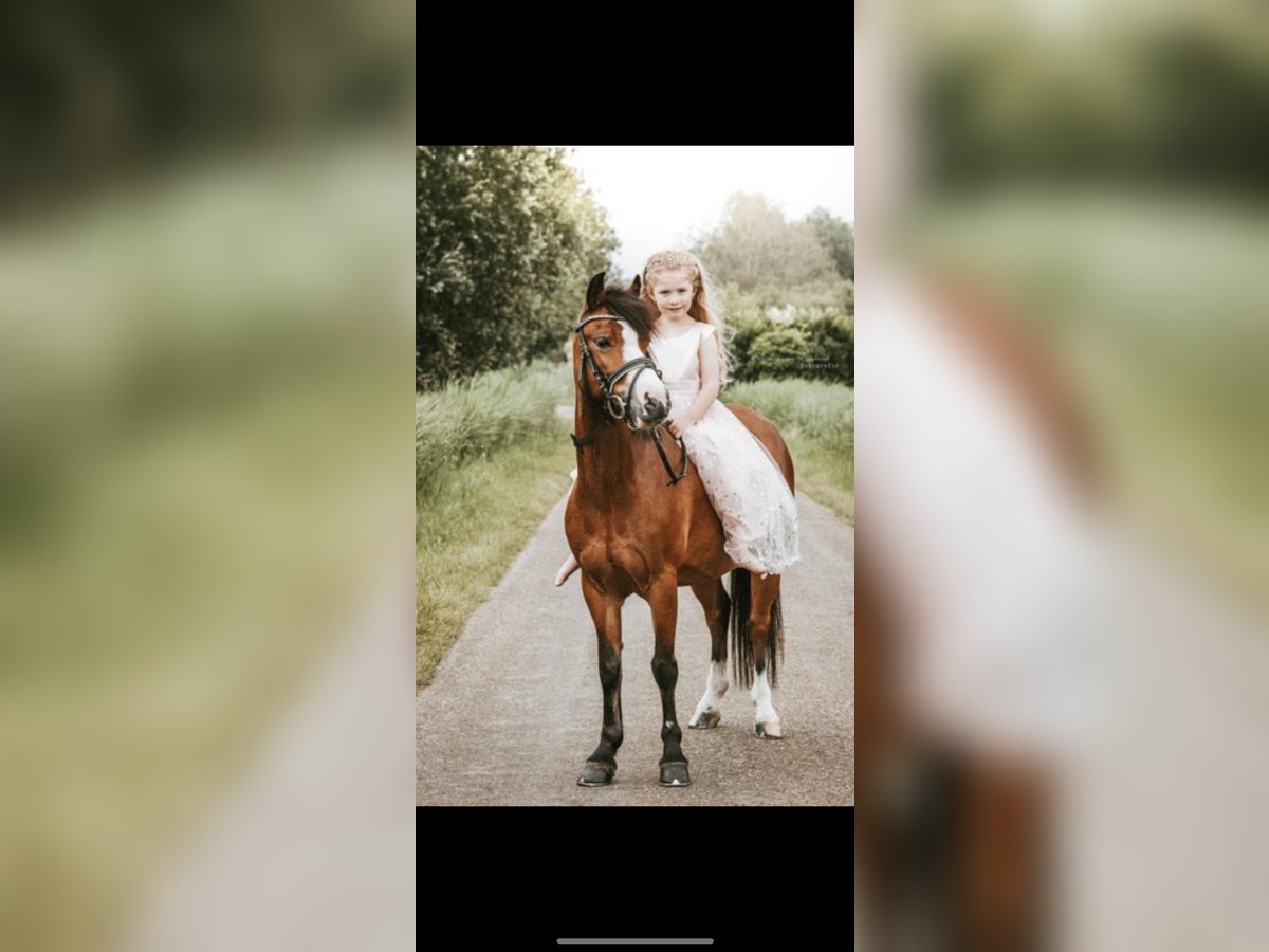 Welsh-A Stute 9 Jahre 115 cm Brauner in Nuenen