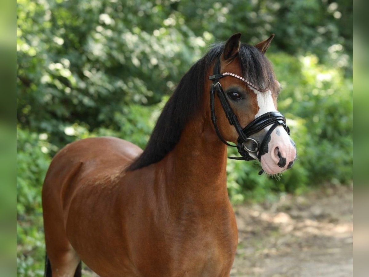 Welsh-A Stute 9 Jahre 119 cm Brauner in Aalten