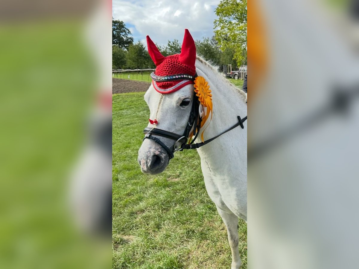 Welsh-A Stute 9 Jahre 120 cm Schimmel in Altenburg
