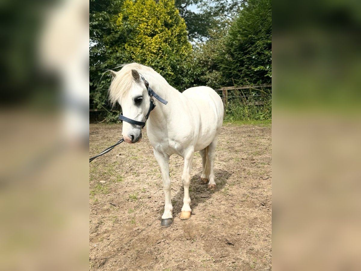 Welsh-A Wallach 11 Jahre 111 cm Schimmel in Bochum