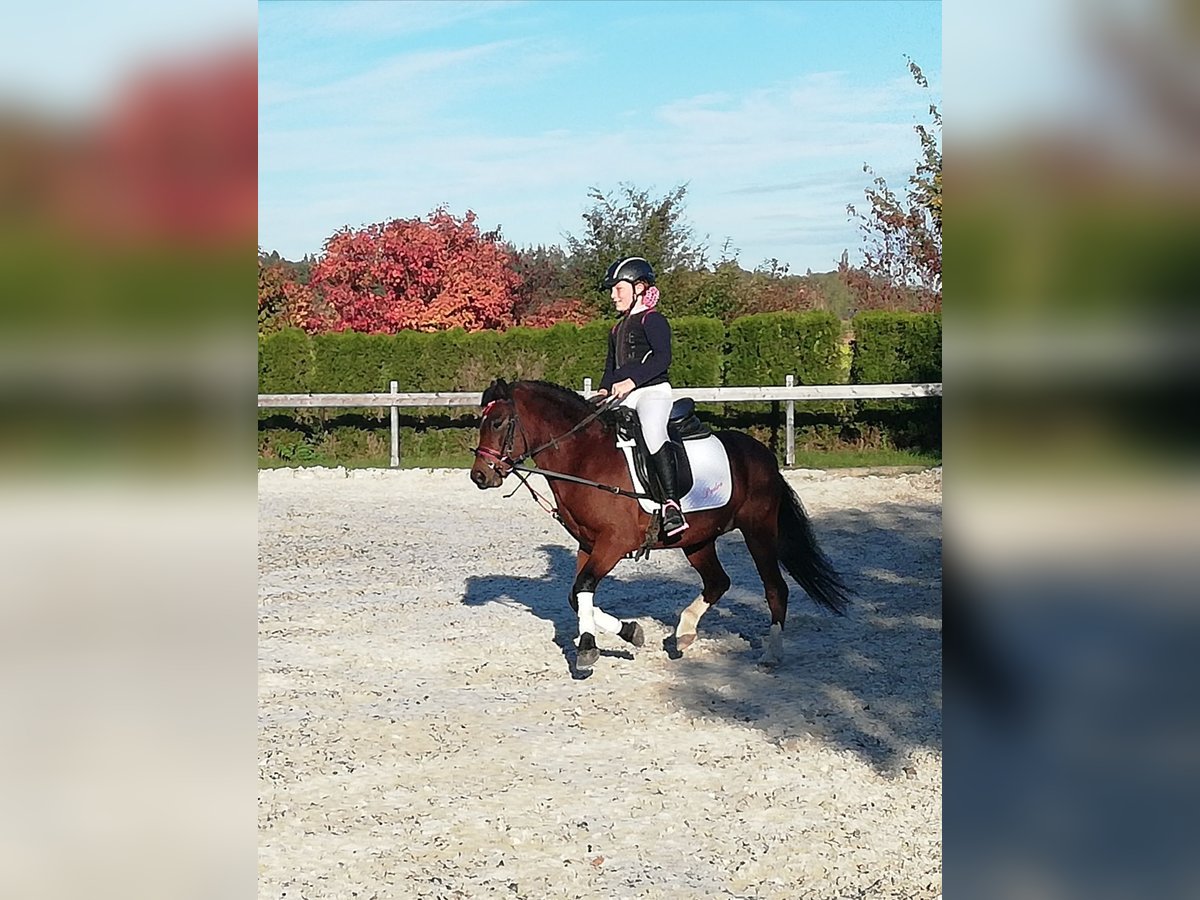 Welsh-A Wallach 12 Jahre 119 cm Brauner in Teisendorf Welsh-A Wallach 12 Jahre 119 cm Brauner in Teisendorf