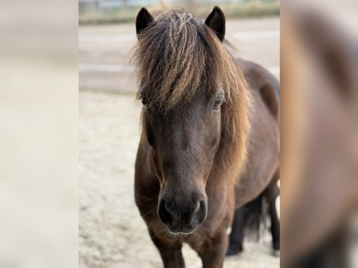 Welsh-A Mix Wallach 12 Jahre 120 cm Brauner in Wasbüttel