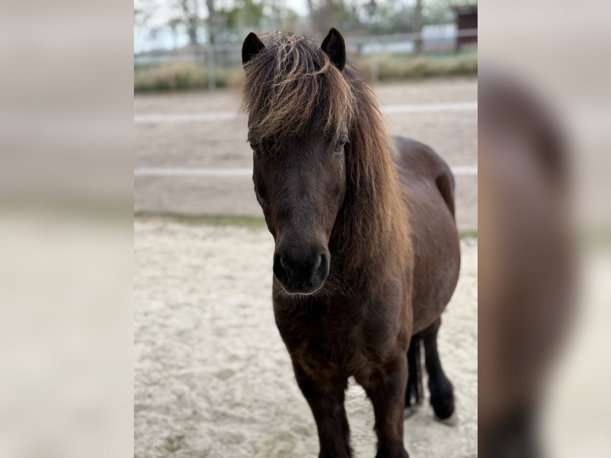 Welsh-A Mix Wallach 12 Jahre 120 cm Dunkelbrauner in Wasb&#xFC;ttelWasb&#xFC;ttel