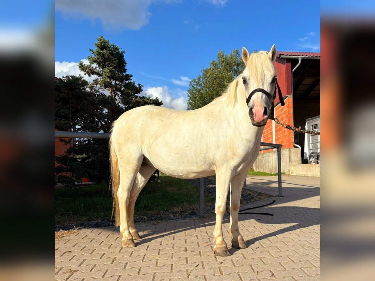 Welsh-A Wallach 12 Jahre 122 cm Schimmel in Helferskirchen