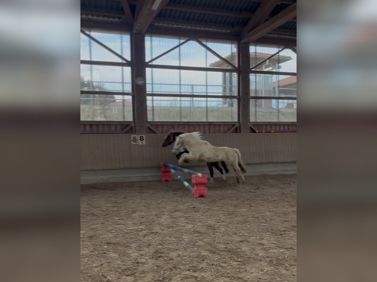 Welsh-A Wallach 12 Jahre 125 cm Schimmel in Bad Wurzach