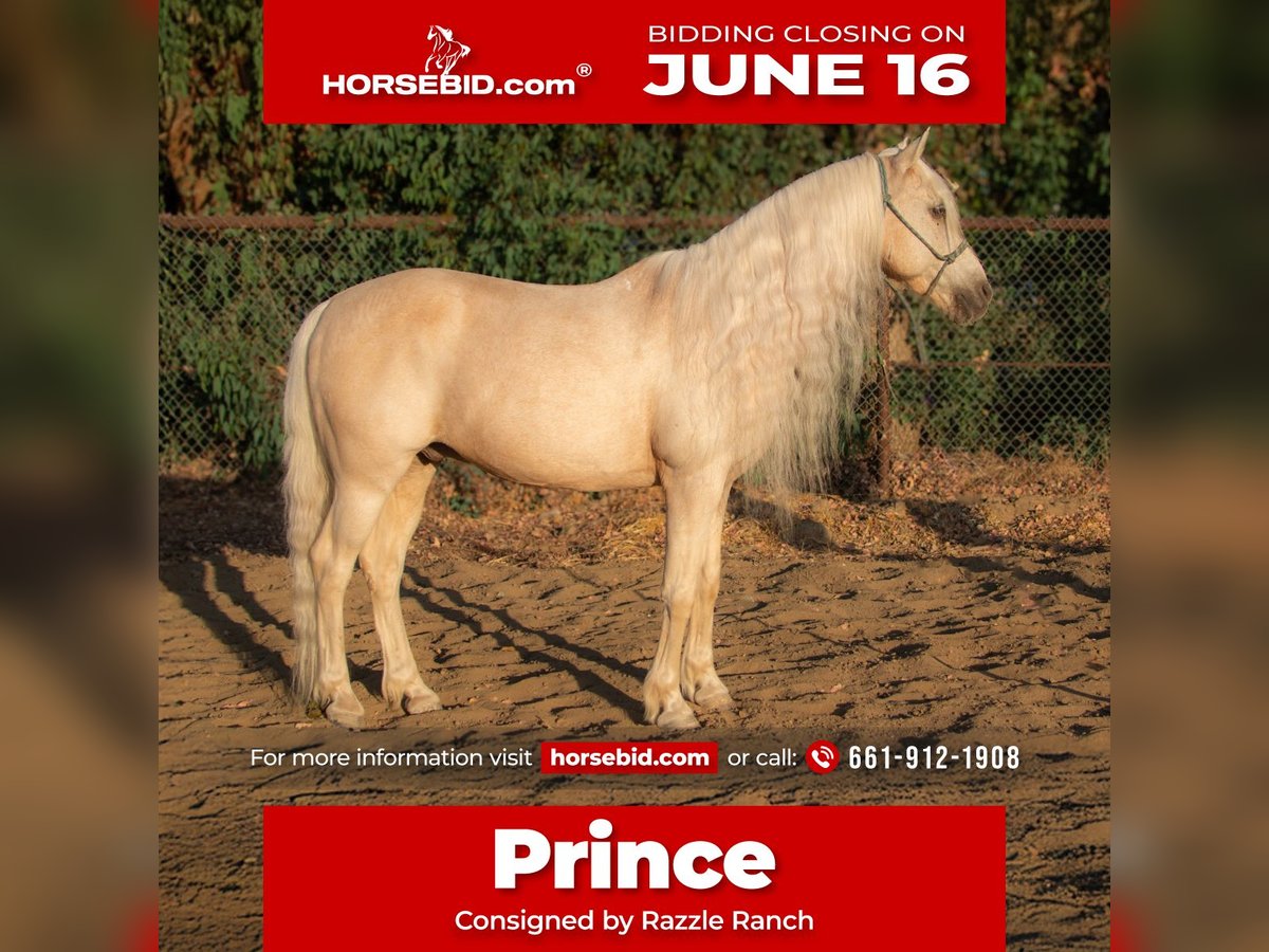 Welsh-A Wallach 13 Jahre 130 cm Palomino in Bakersfield, CA