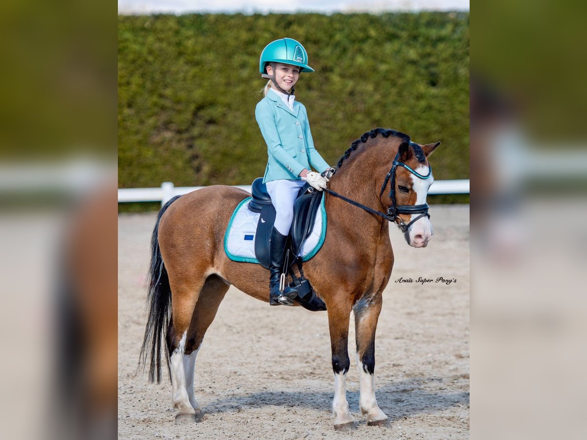 Welsh-A Wallach 14 Jahre 121 cm Dunkelbrauner in Stieltjeskanaal