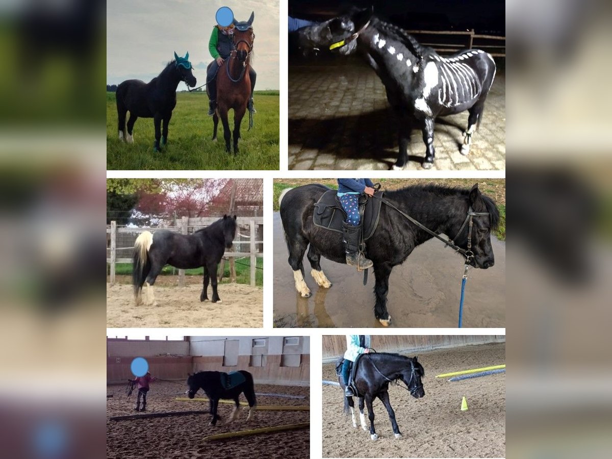 Welsh-A Wallach 15 Jahre 120 cm Rappe in Staufen im Breisgau Welsh-A Wallach 15 Jahre 120 cm Rappe in Staufen im Breisgau