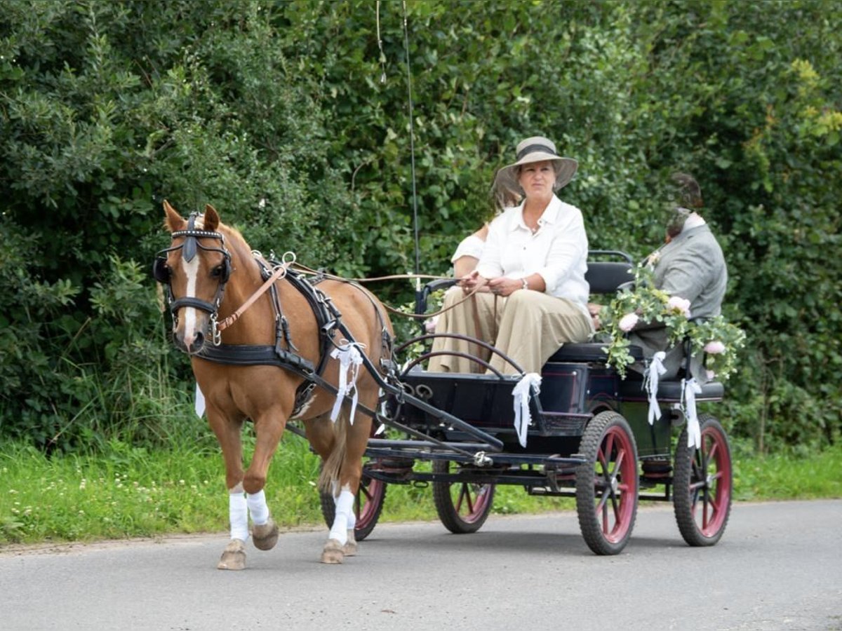Welsh-A Wallach 17 Jahre 125 cm Fuchs in Bad Oldesloe