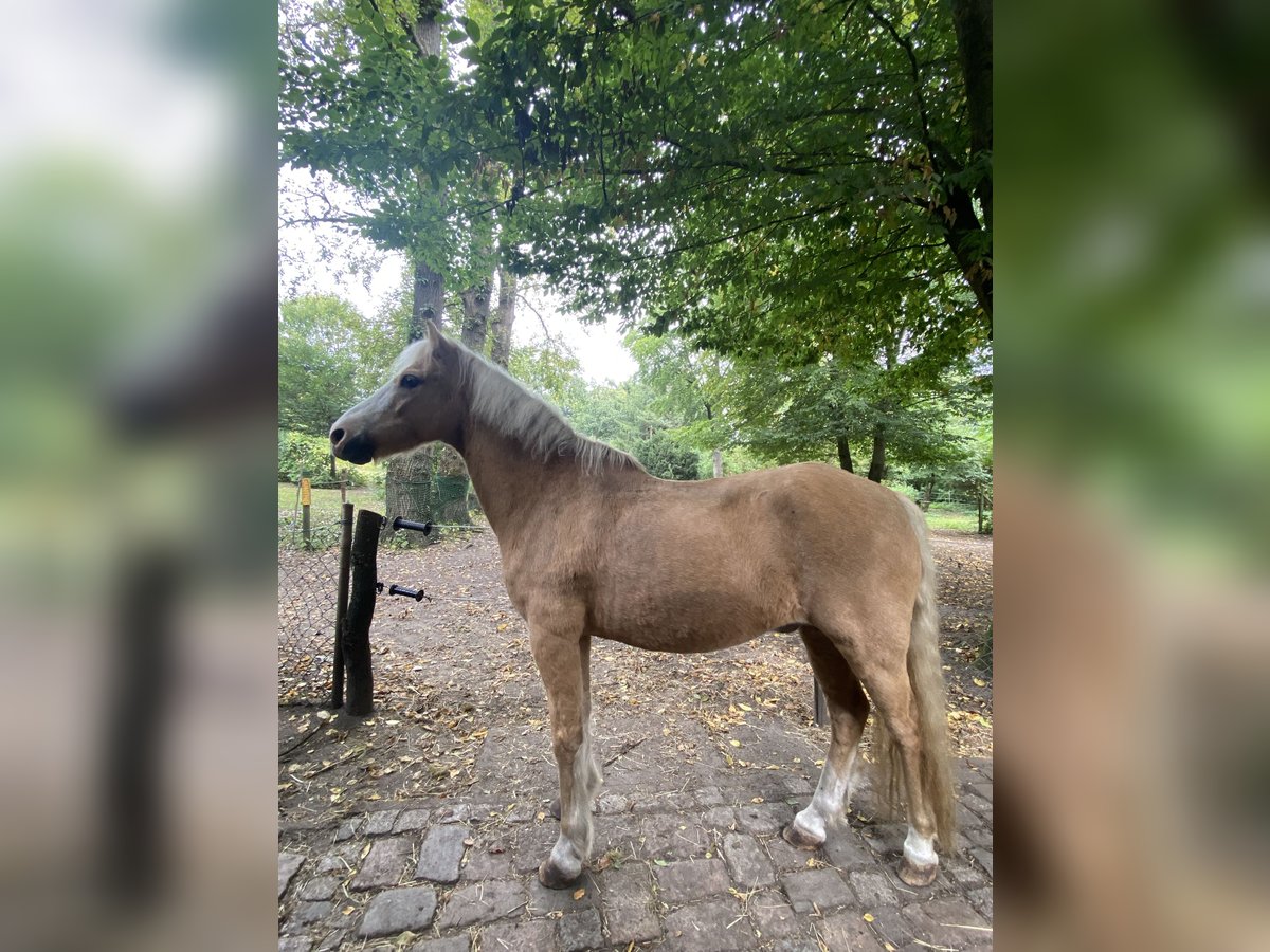 Welsh-A Wallach 17 Jahre 125 cm Palomino in Hamburg