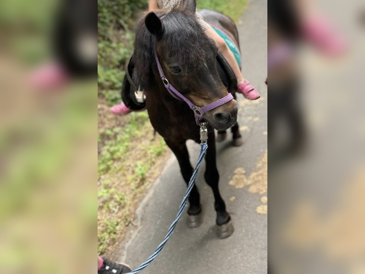 Welsh-A Wallach 17 Jahre 125 cm Rappe in Norderstedt