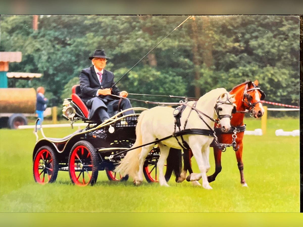 Welsh-A Wallach 18 Jahre 121 cm Schimmel in MeppenMeppen