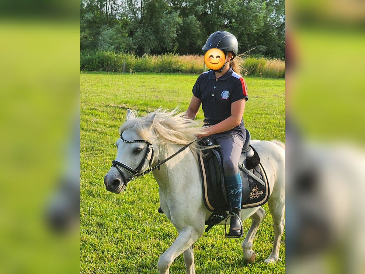 Welsh-A Wallach 19 Jahre 118 cm Schimmel in Dierhagen