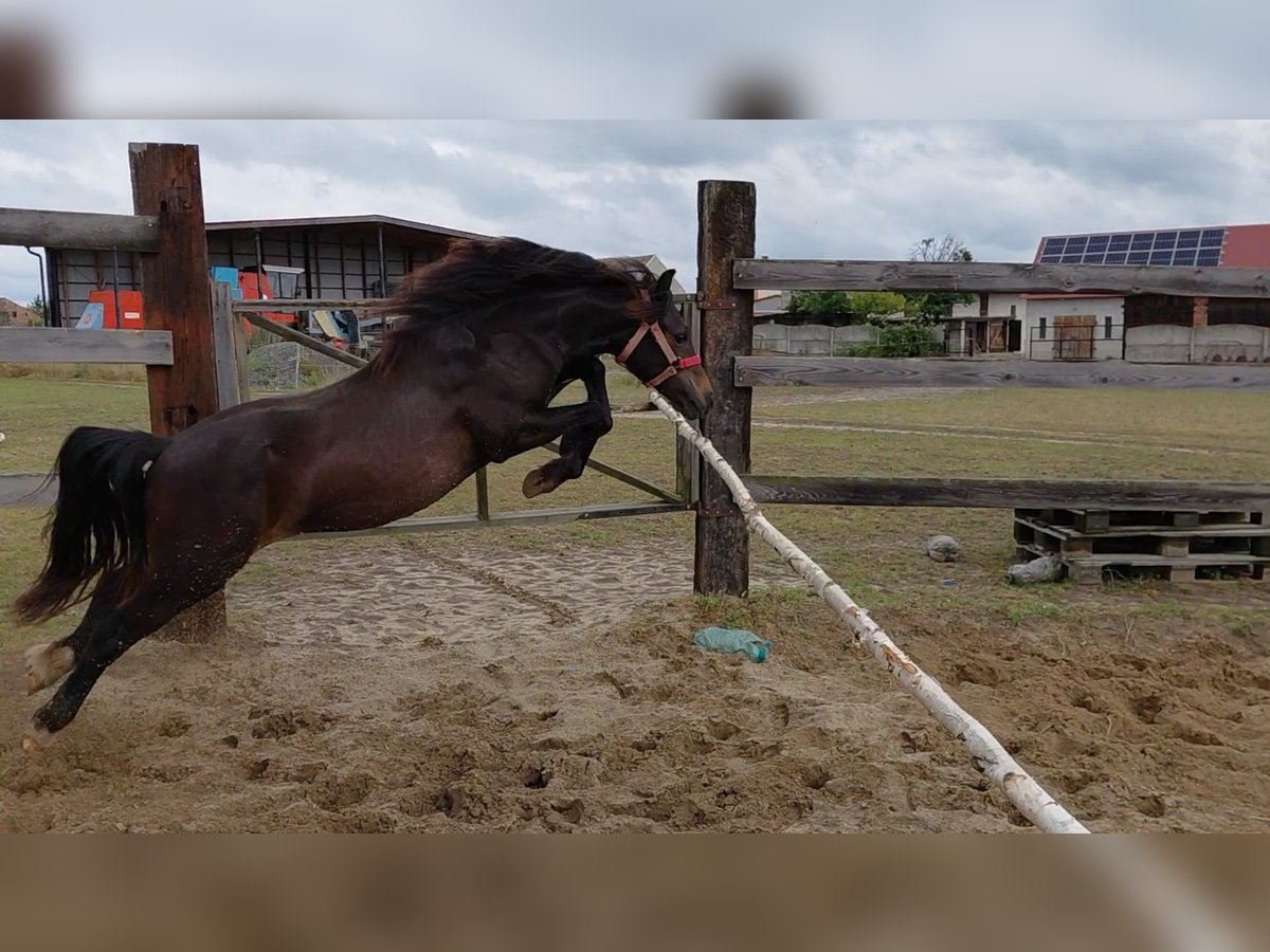 Welsh-A Wallach 1 Jahr 118 cm Schwarzbrauner in Florian&#xF3;w