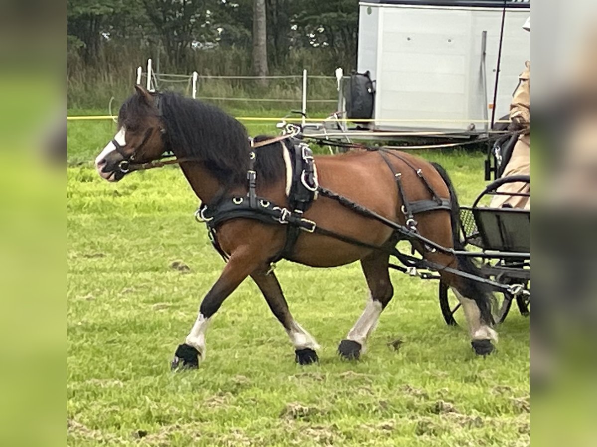 Welsh-A, Wallach in Lutzhorn