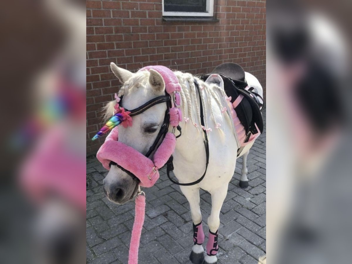 Welsh-A Mix Wallach 23 Jahre 117 cm Schimmel in Goch