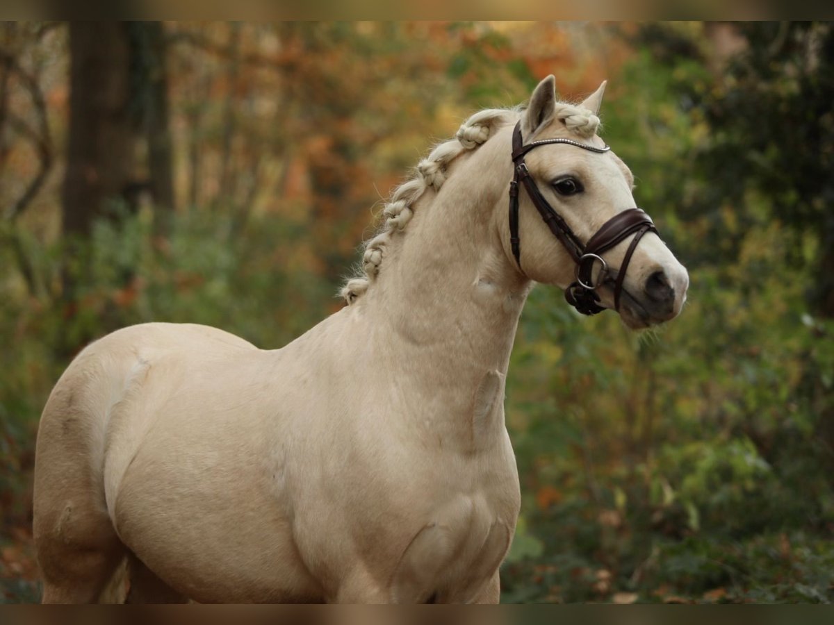 Welsh-A Wallach 2 Jahre 122 cm Palomino in Aalten