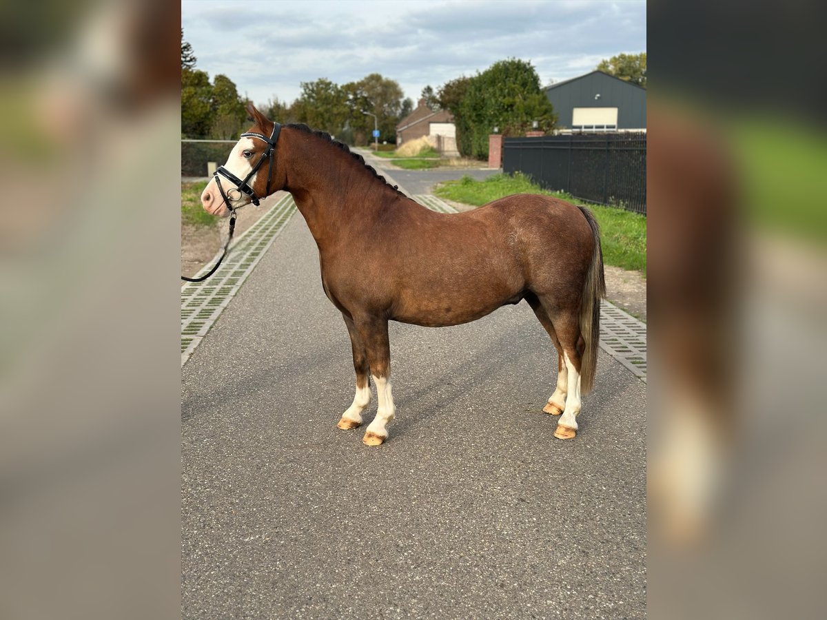 Welsh-A Wallach 2 Jahre 123 cm Fuchs in Wagenberg