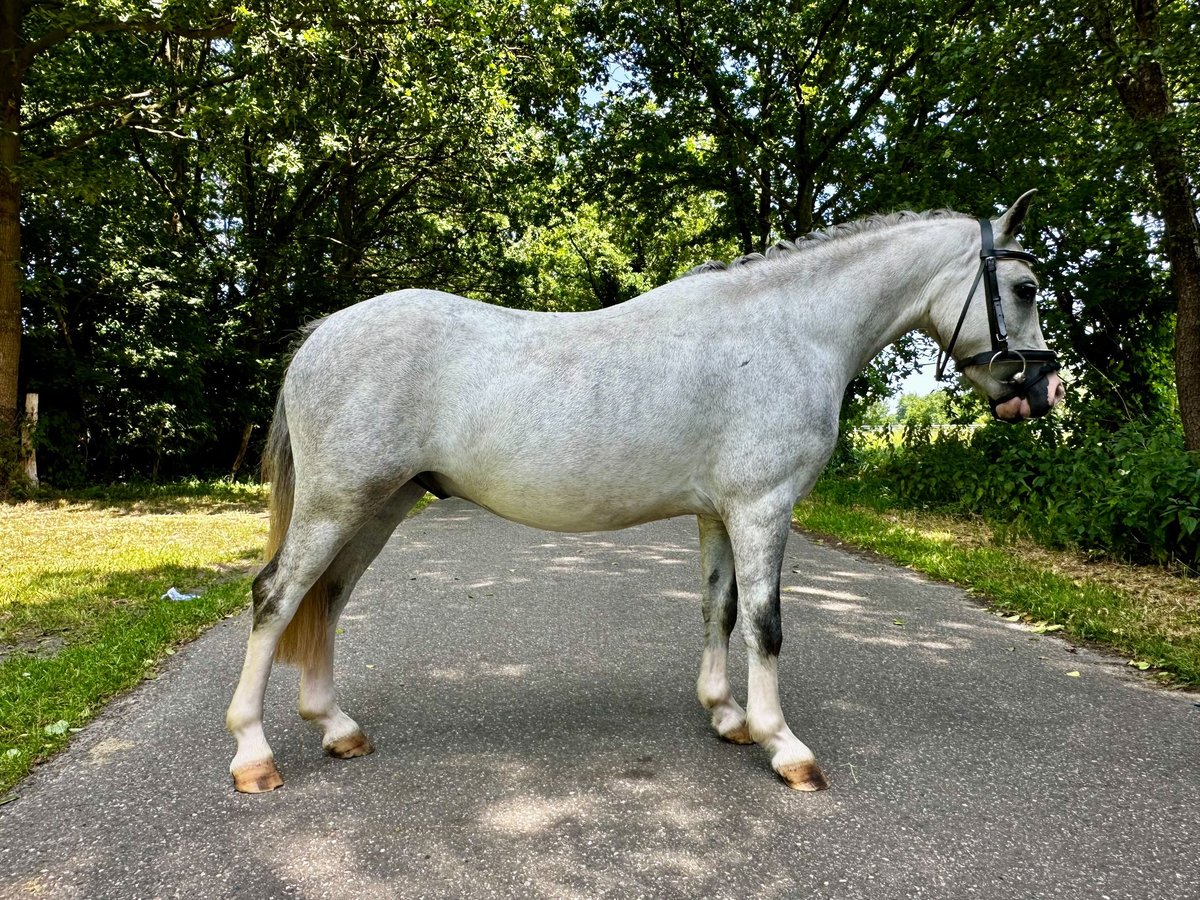 Welsh-A Wallach 3 Jahre 112 cm Schimmel in Bawinkel