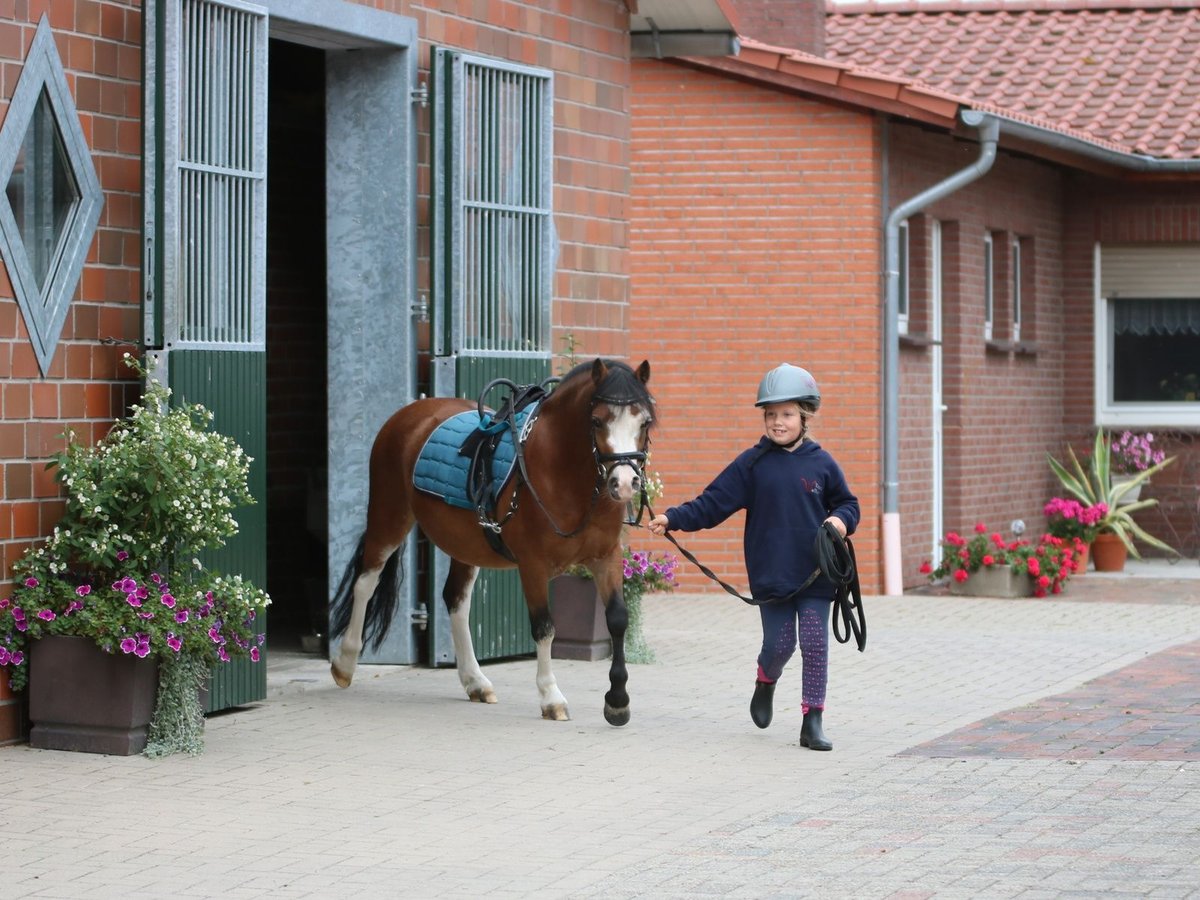 Welsh-A Wallach 3 Jahre 115 cm Brauner in Wildeshausenwildeshause
