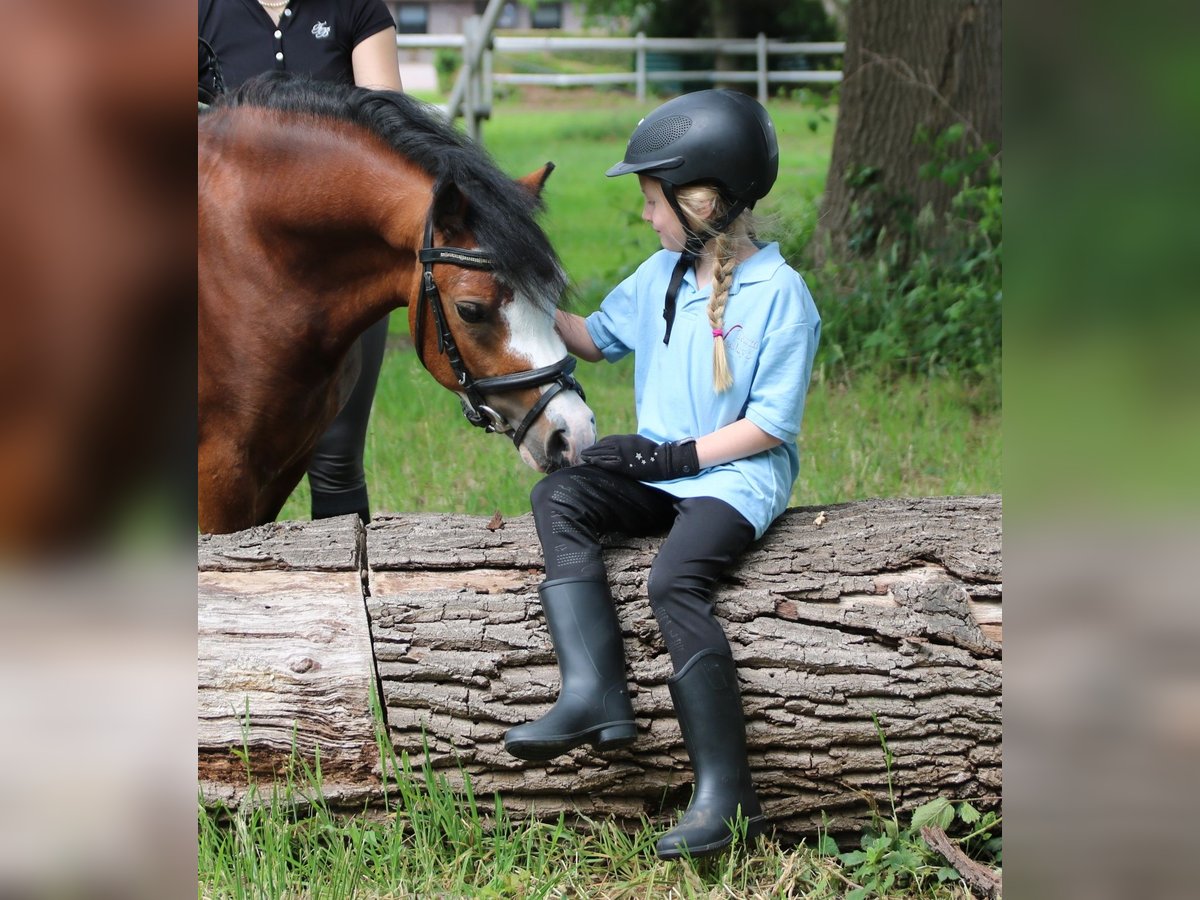 Welsh-A Wallach 3 Jahre 115 cm Brauner in Wildeshausenwildeshause