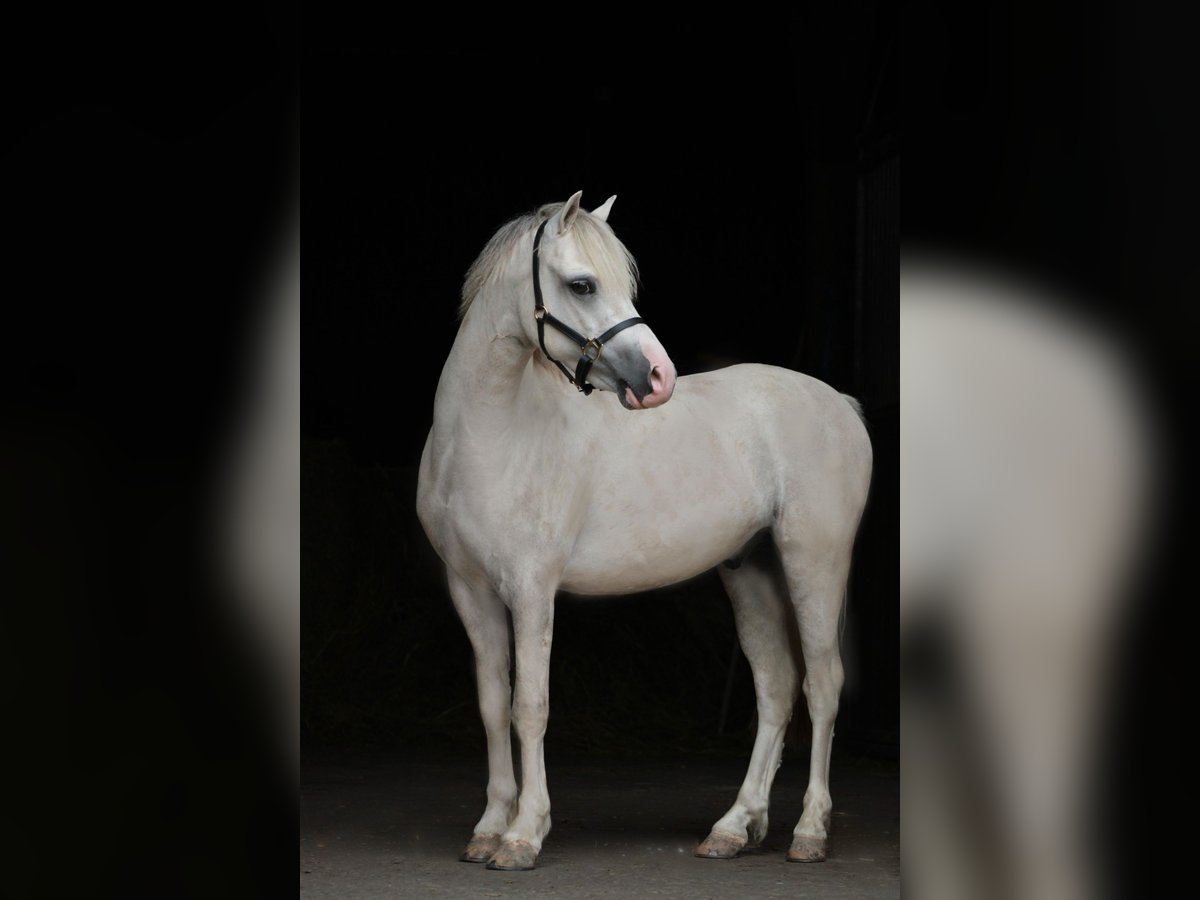 Welsh-A Wallach 3 Jahre 119 cm Cremello in Sonderhofen
