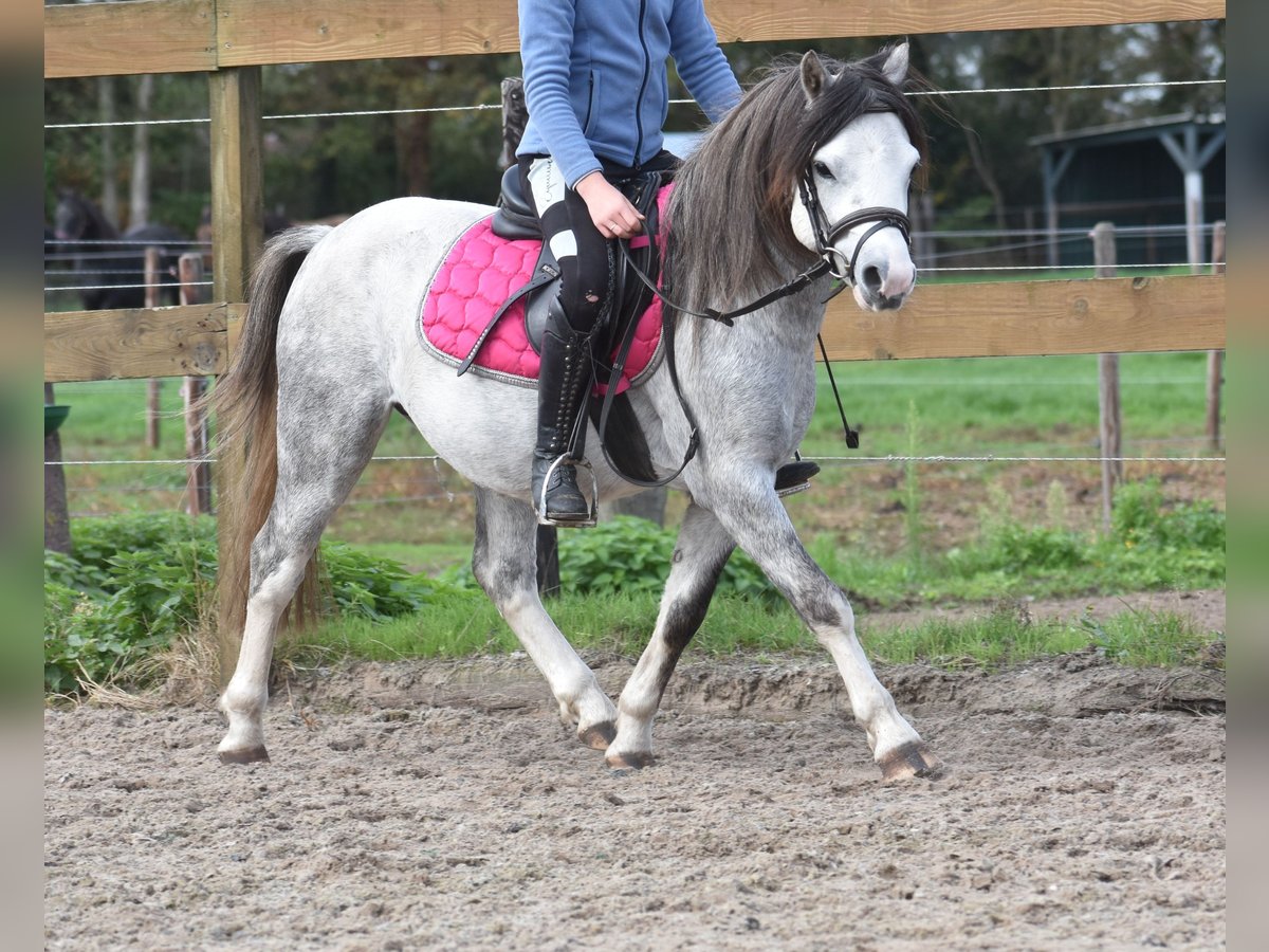 Welsh-A Wallach 3 Jahre 120 cm Schimmel in Achtmaal