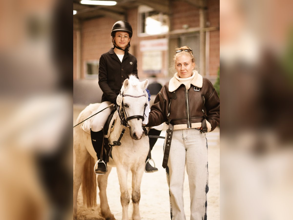 Welsh-A Wallach 4 Jahre 115 cm Schimmel in Meinhard