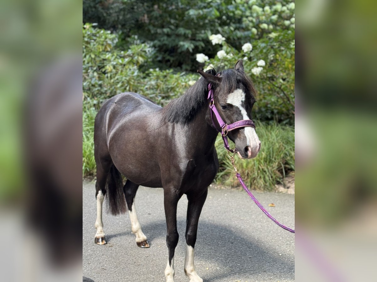 Welsh-A Wallach 4 Jahre 116 cm Rappe in Wildeshausen