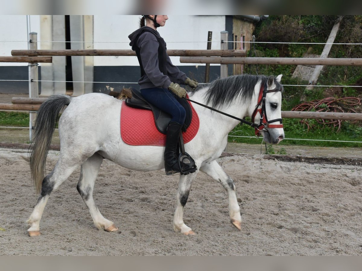 Welsh-A Wallach 4 Jahre 119 cm Rappschimmel in Steinborn